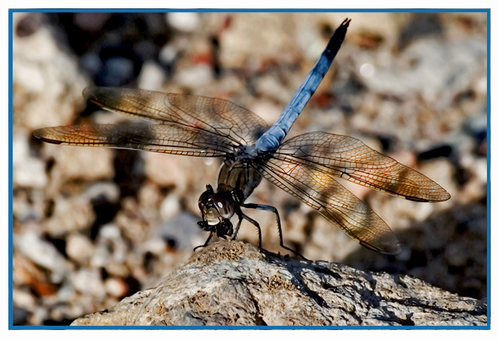 A Fly - Between a Rock and a Hard Place