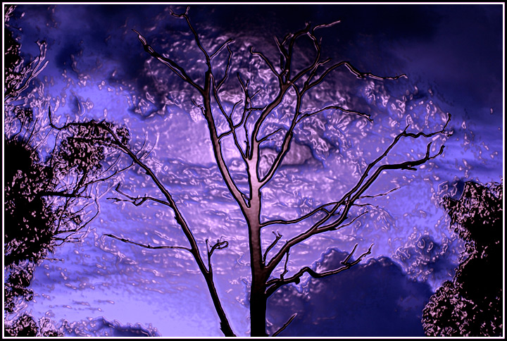 Night Tree