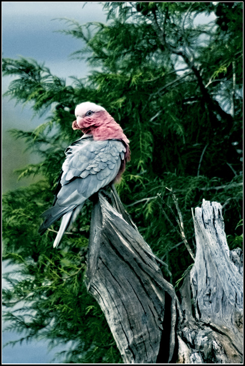 Galah
