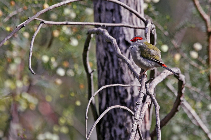 Redbrow Waxbill