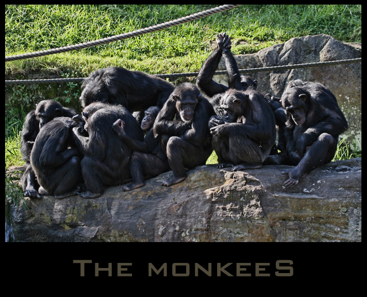The Monkees