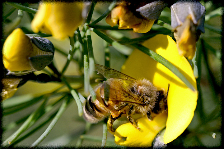 Honey bee