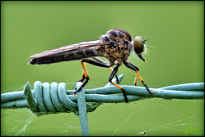 Tightrope Walker