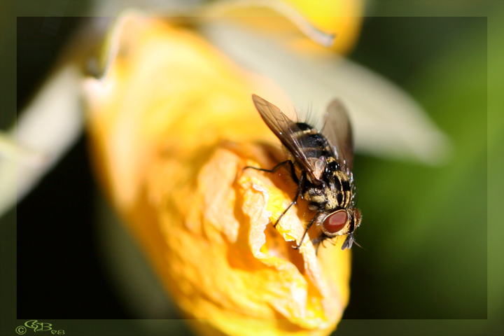 Bush Fly