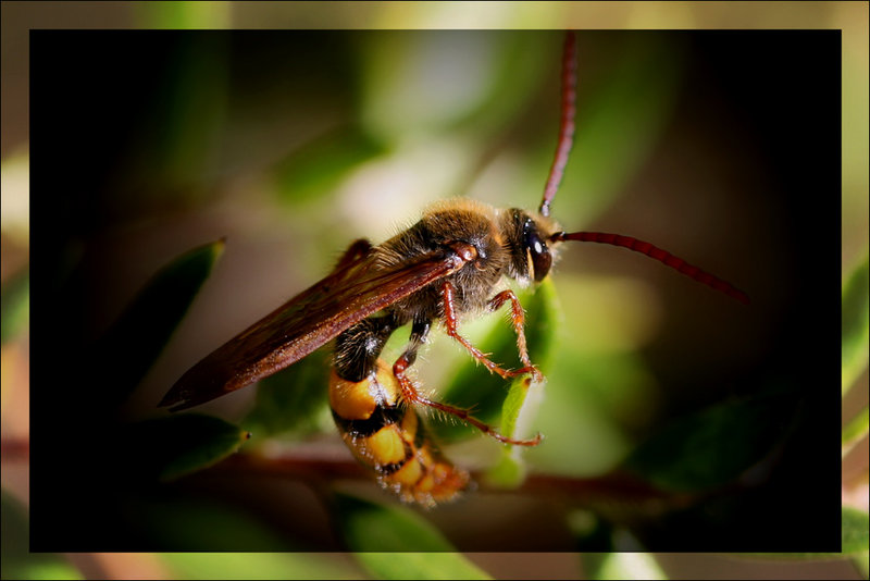 Unknown wasp