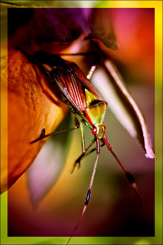 Stink Bug