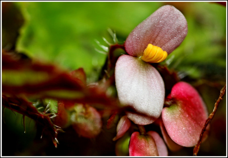 Begonia Flower