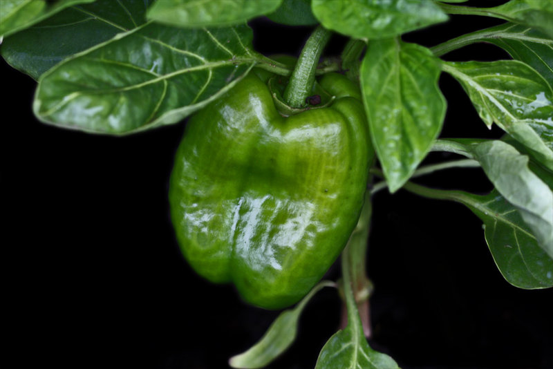 1st Capsicum in the new Vegie garden