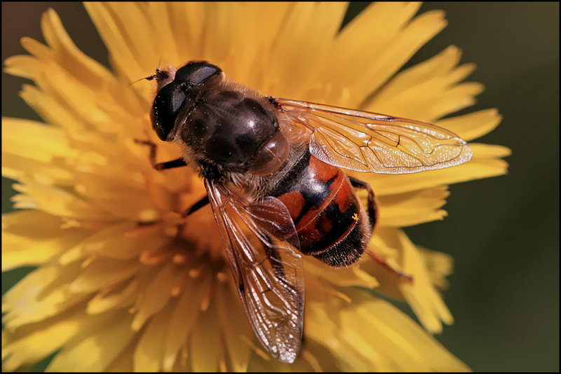 Fly