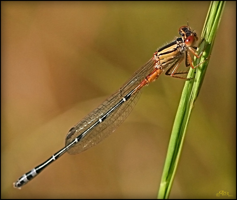 Red Damselfly