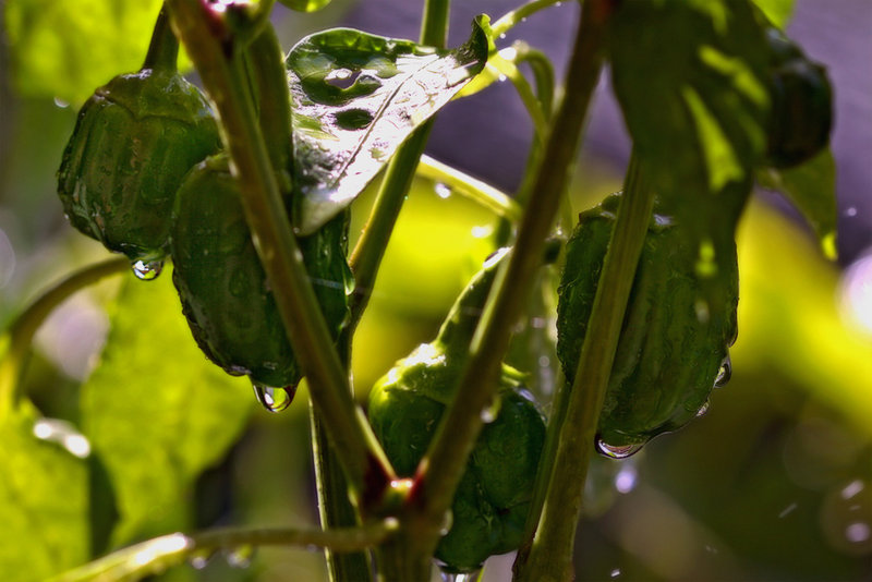 Baby Capsicum