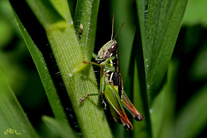 Grasshopper