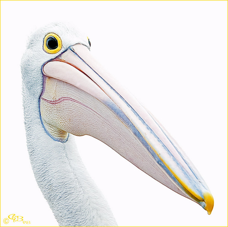 Pelican High Key