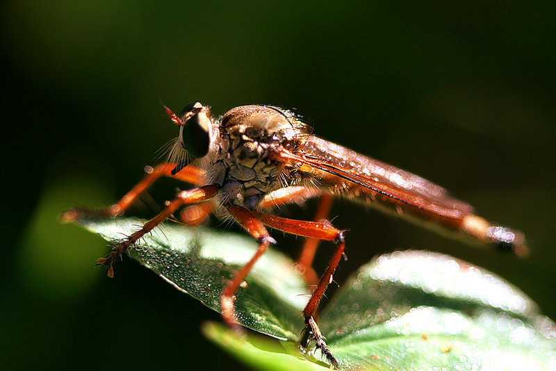 Robber Fly on Clover