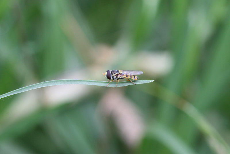 IMG_007837-Hoverfly-orig-sfw.jpg