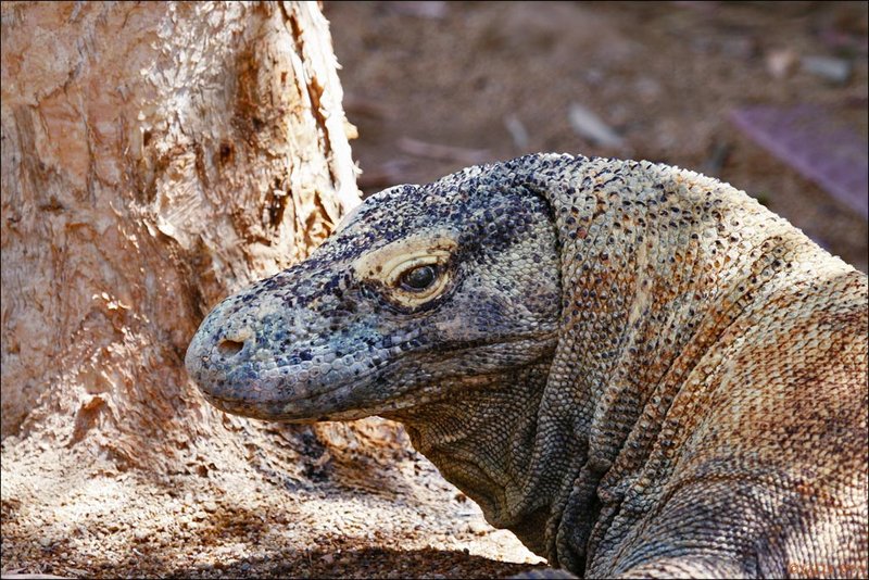 Komodo Dragon