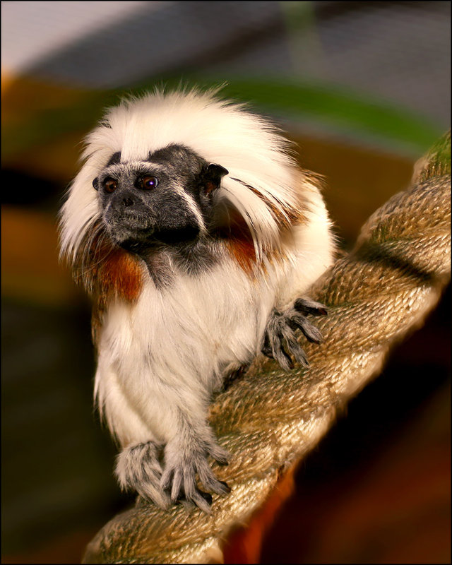 Cottontop Tamarin