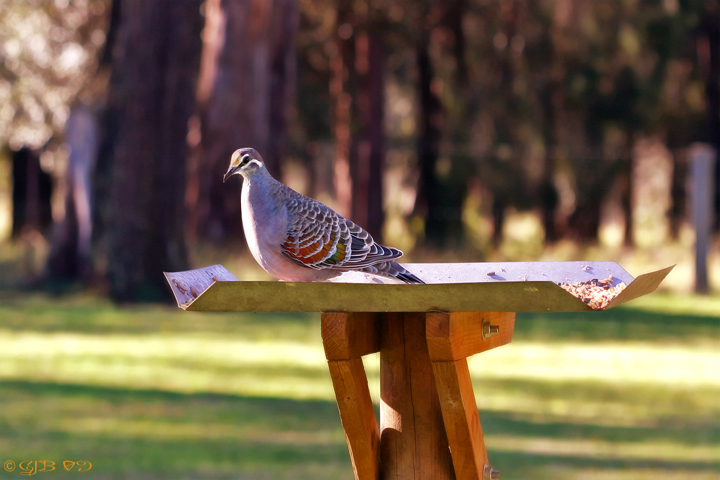 Common Bronzewing (Phaps chalcoptera)