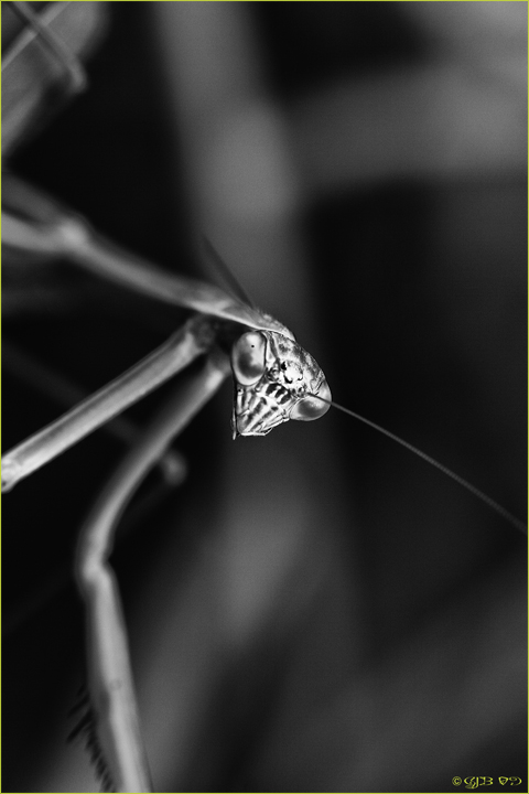 Mantis B&W