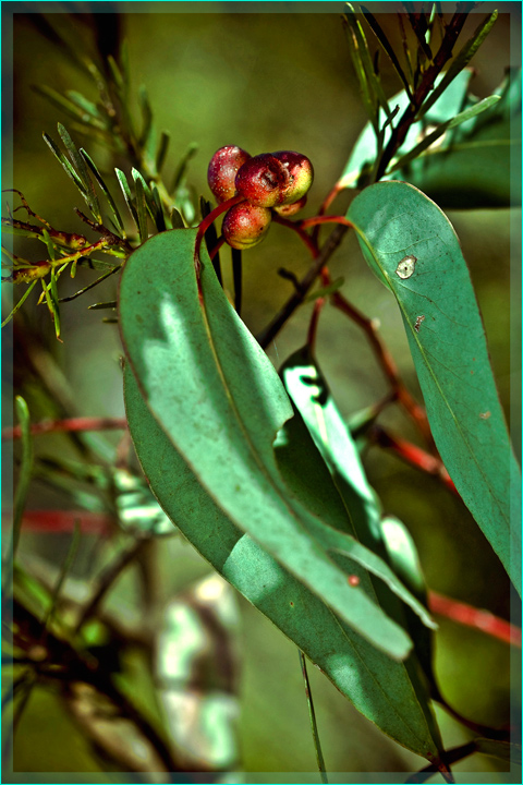 Gum leaves and nuts