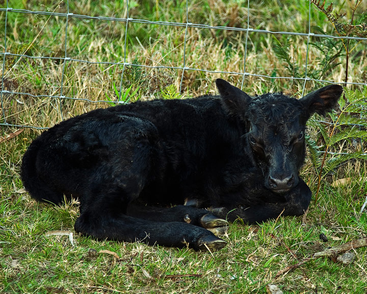 About 2 Hours Old