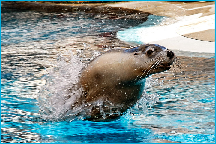Australian Fur Seal