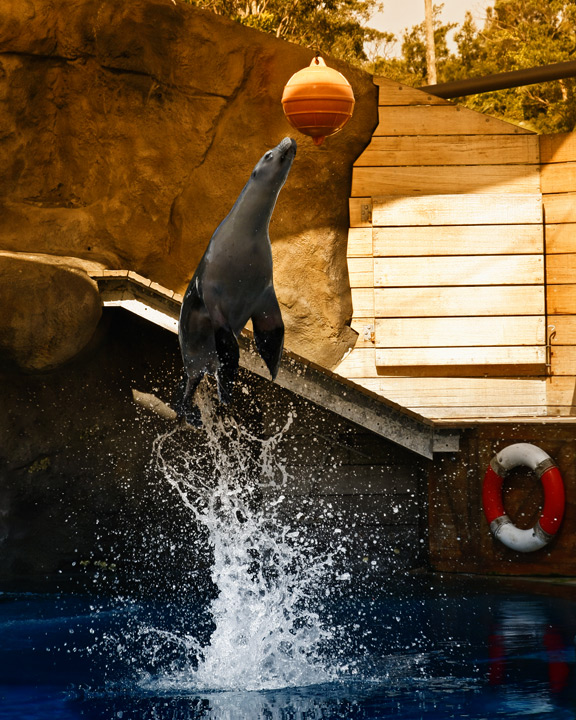 Seal Performance