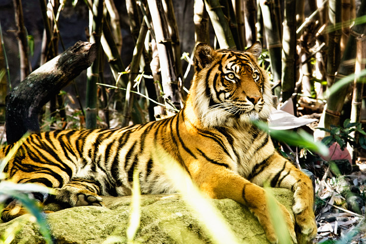 Panthera Tigris