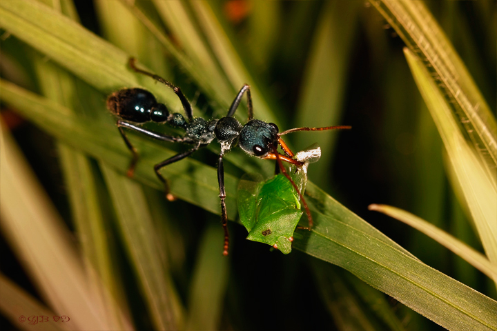 Bullant Breakfast