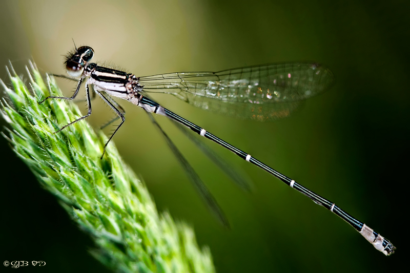 Black & White Damselfly