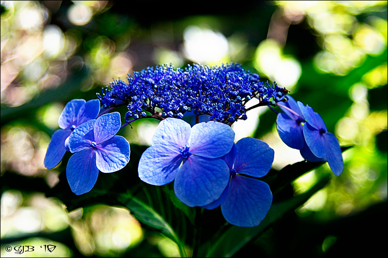 Hydrangea