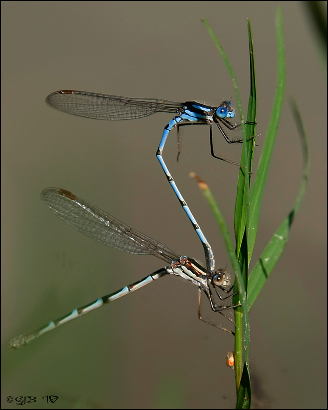 Double Decker Damselflies
