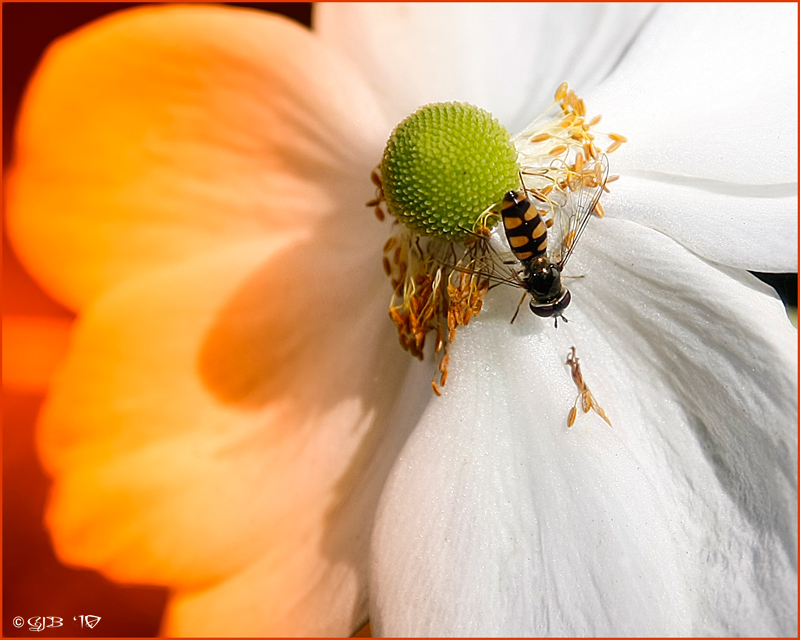 Hoverfly on White Flower