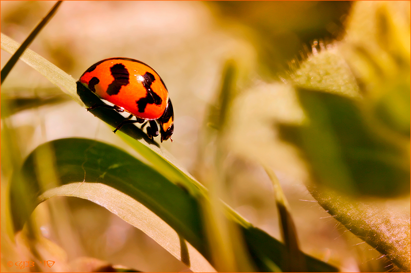 Ladybird