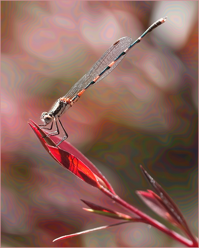 Psychedelic Damselfly