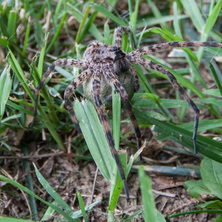SpiderCropped
