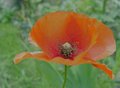 red poppy in colour