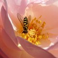 bee in rose