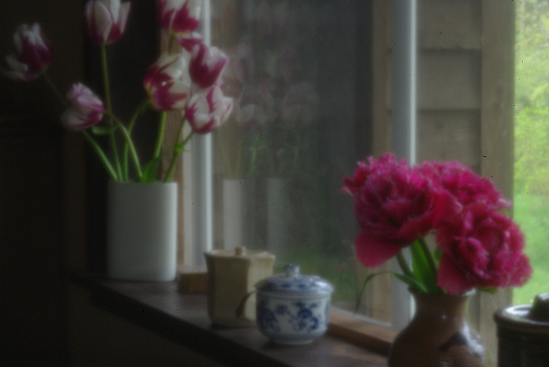 pinhole tulips