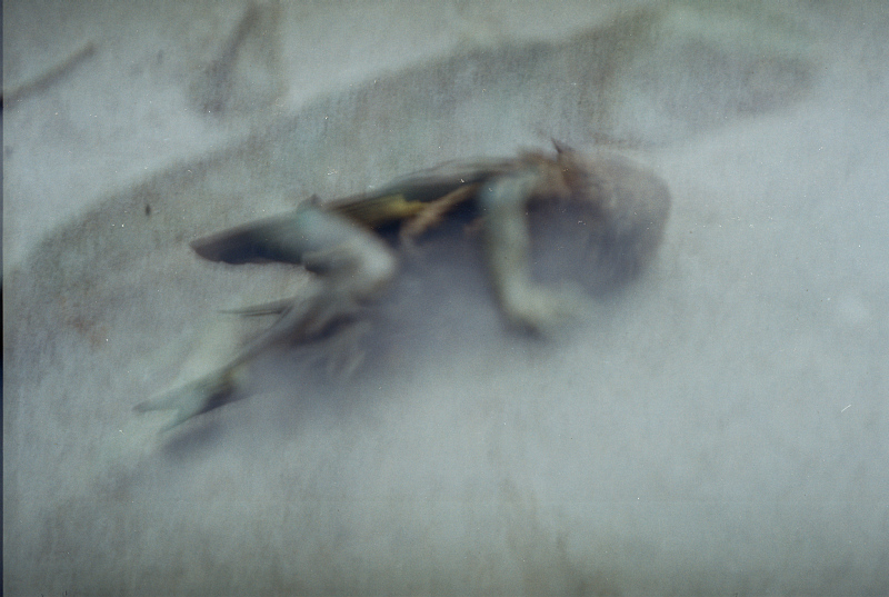 filmszr001-003