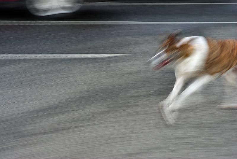 Hurry Hound