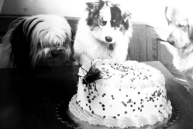 BirthdayFlySzbwP2020562