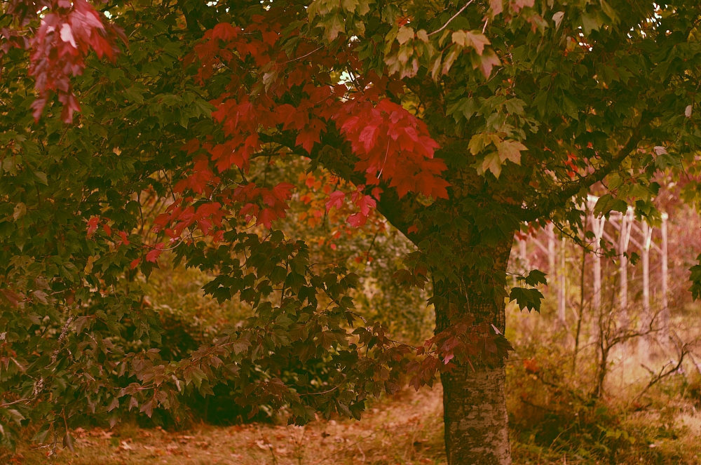 REDLEAFMAPLEszIMGP6462