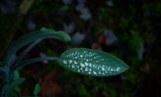 Sage Leaf w Dew.jpg