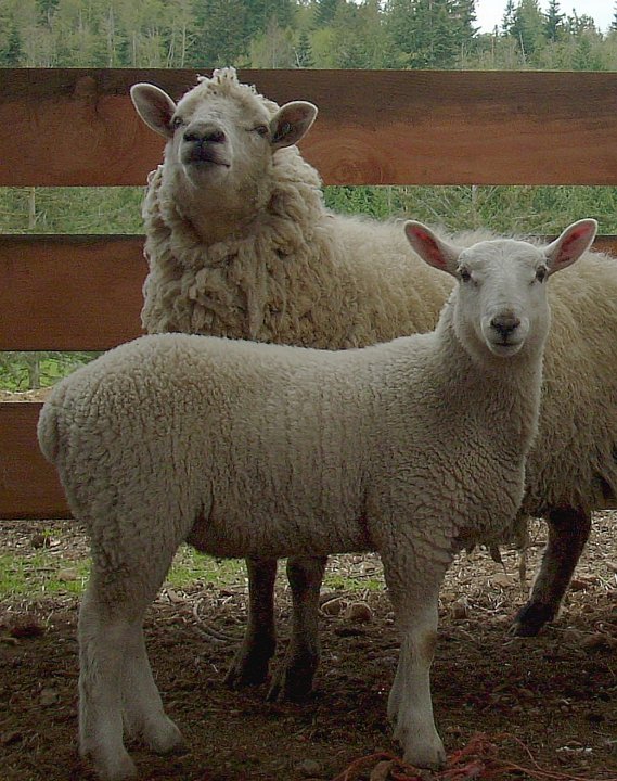 some sheep