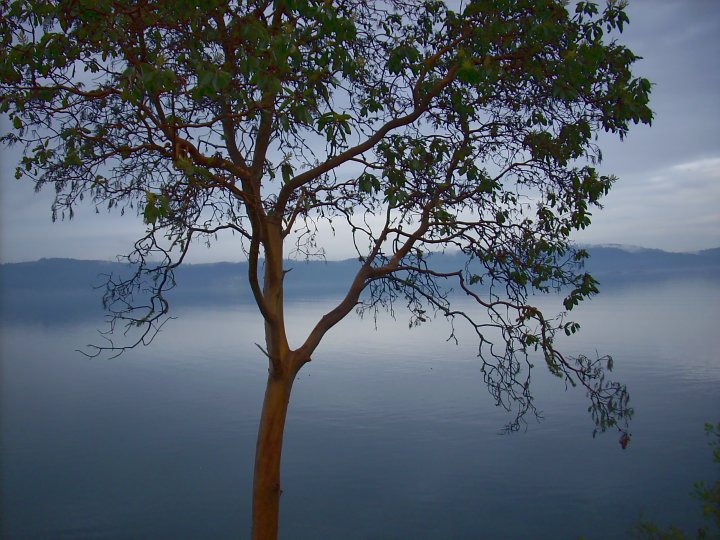 arbutus