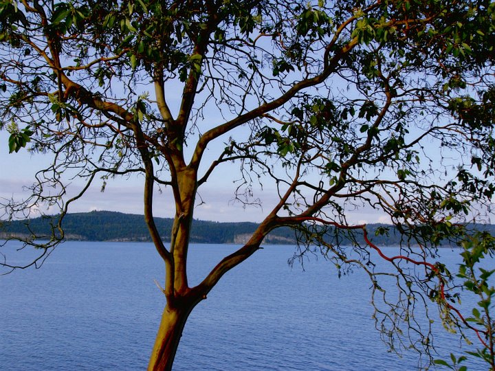 arbutus 2