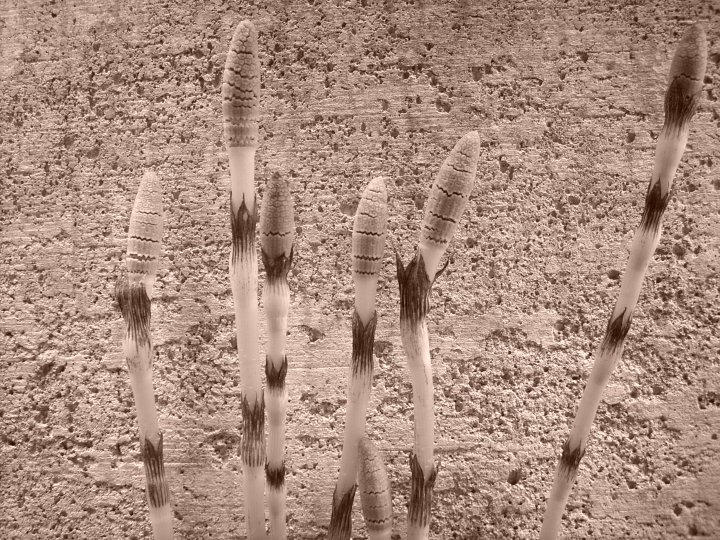horsetail orig