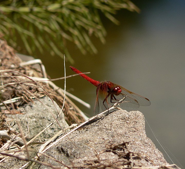 red dragonfly