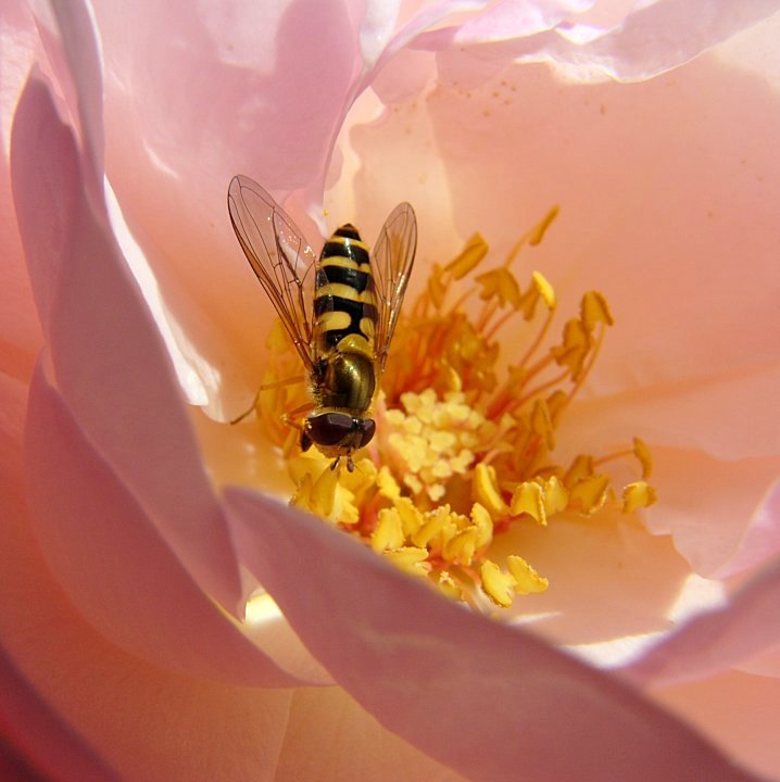 bee in rose